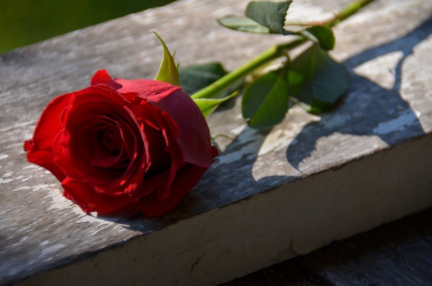 Free stock photo of Red Rose, valentine's day