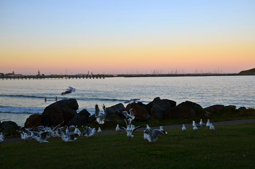 Free stock photo of sea, seagulls, sunset over jetty