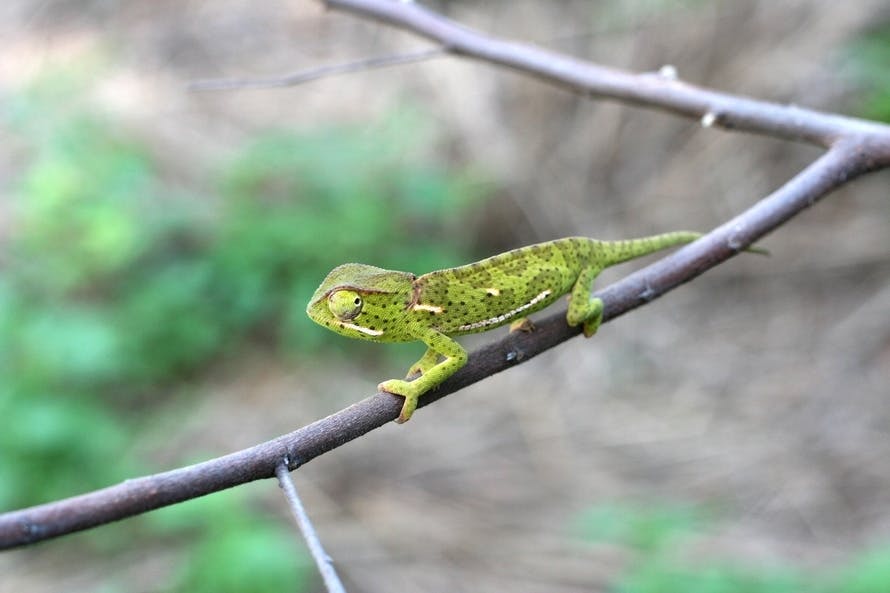 Free stock photo of camouflage, chameleon, cling