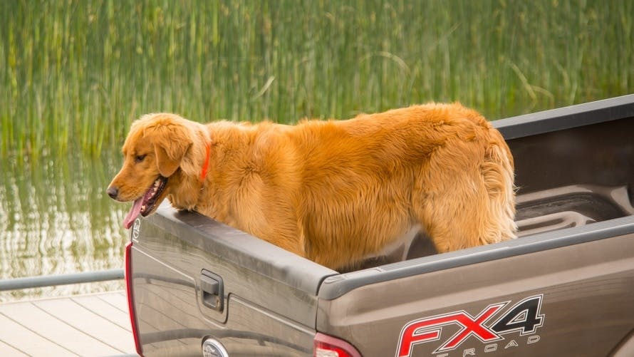 Free stock photo of golden retriever in back of pickup truck