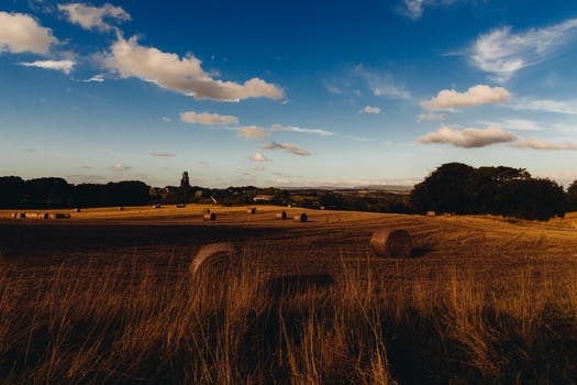 HD wallpaper of field, summer, agriculture, harvest