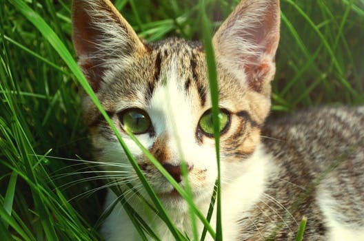 Free stock photo of animal, pet, eyes, grass