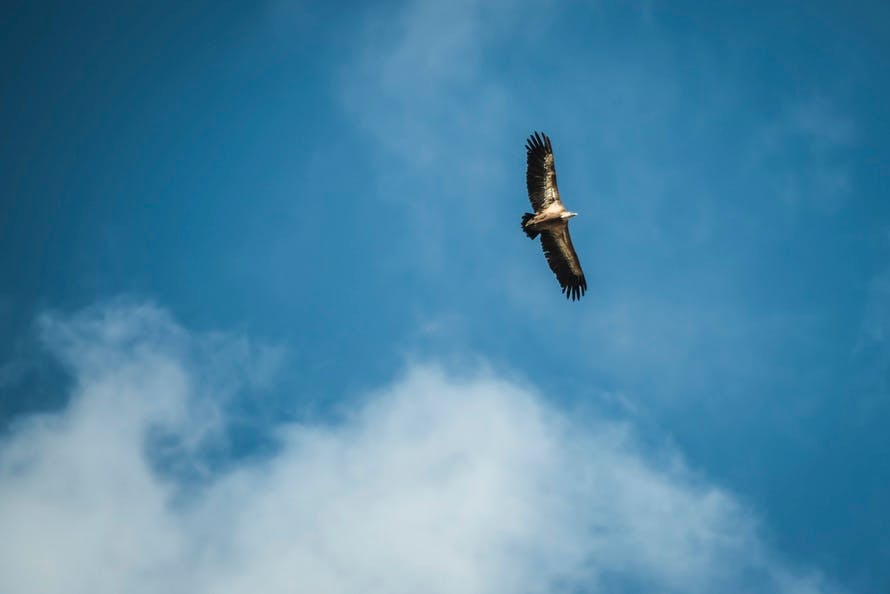 Free stock photo of background image, big bird, blue sky