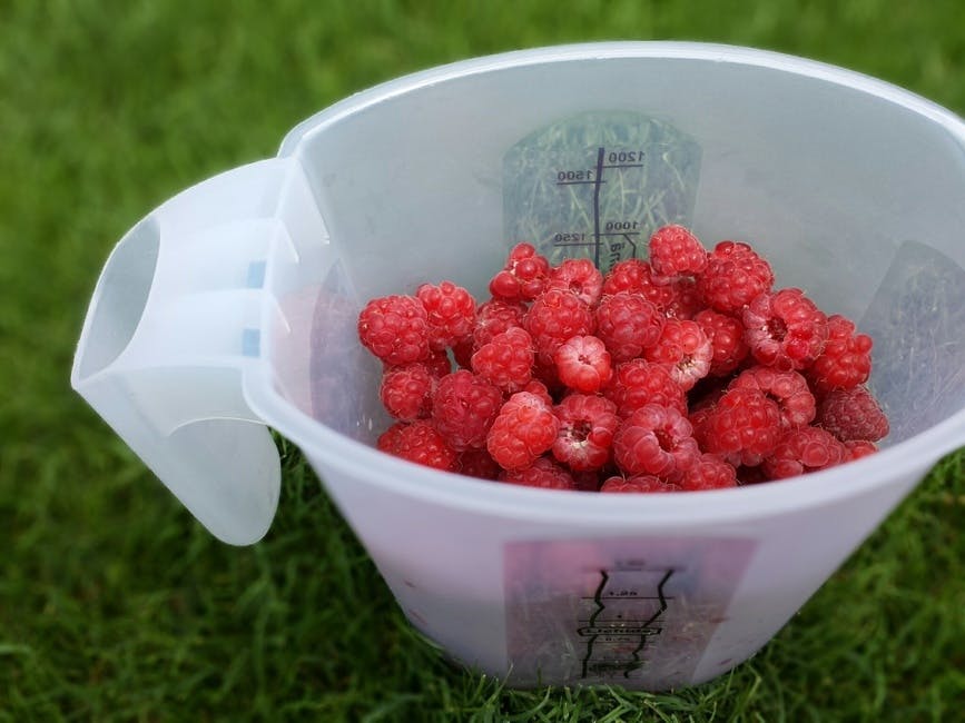 Free stock photo of fruits, picnic, raspberries