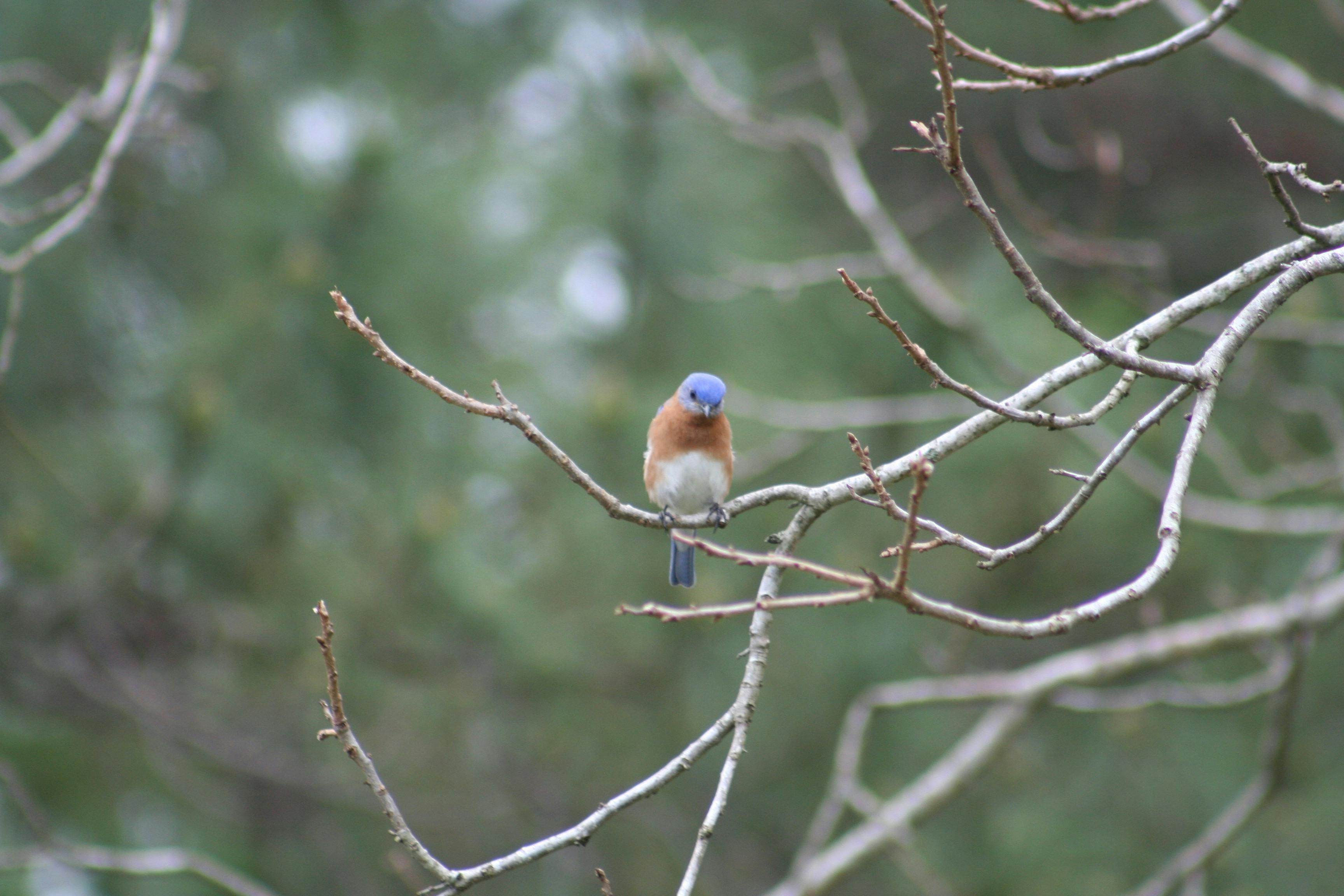 Free stock photo of Bluebird, Eastern Bluebird