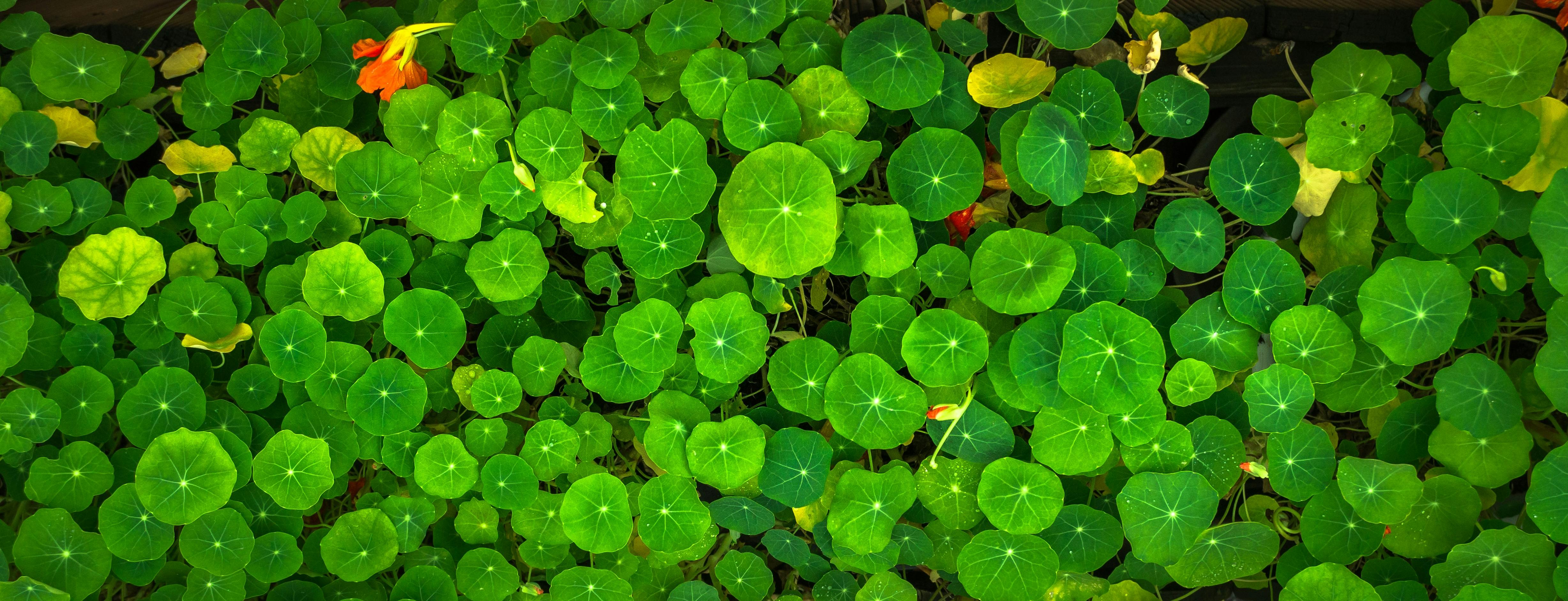 Green Leafed Plants · Free Stock Photo