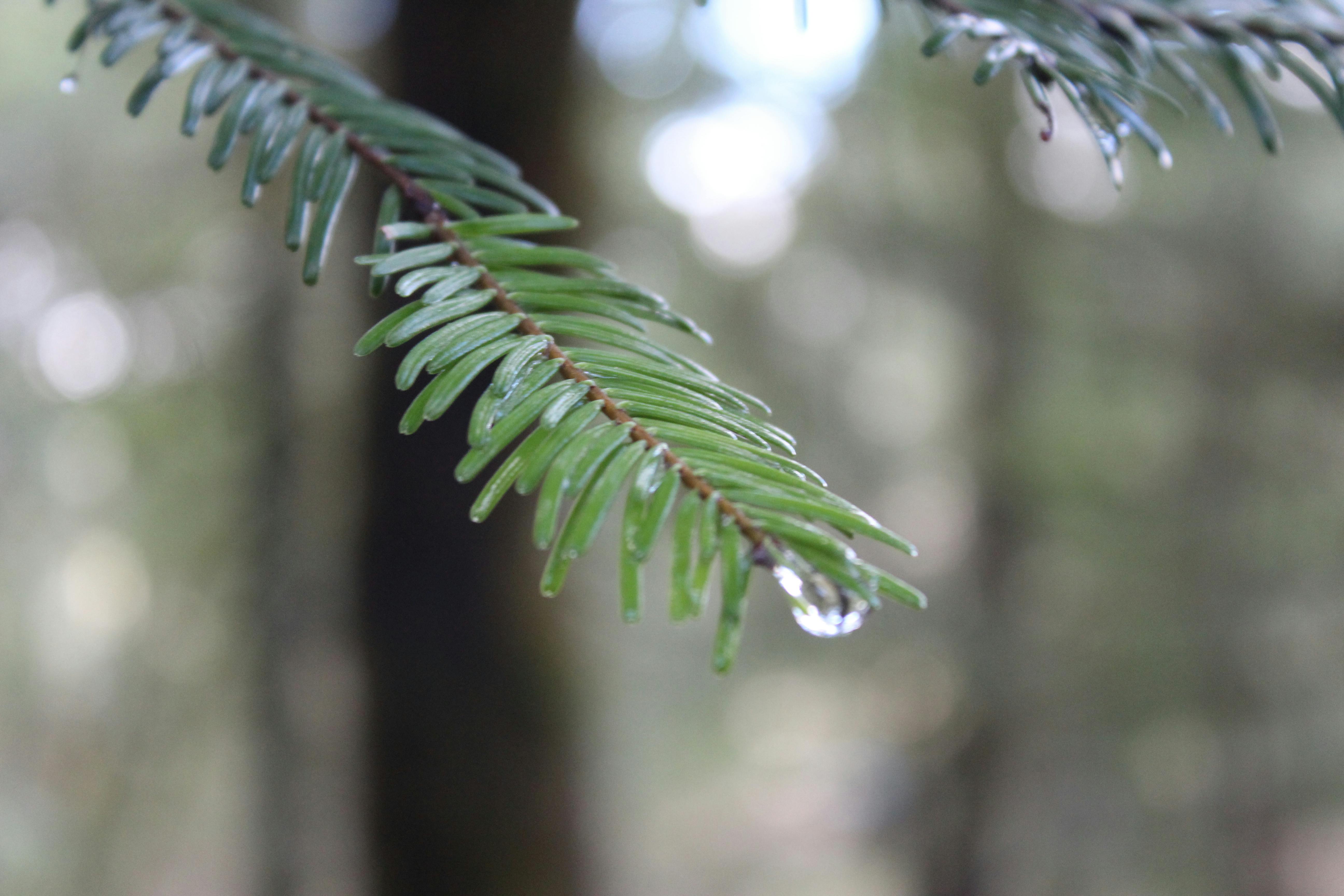 Как перевести pine tree