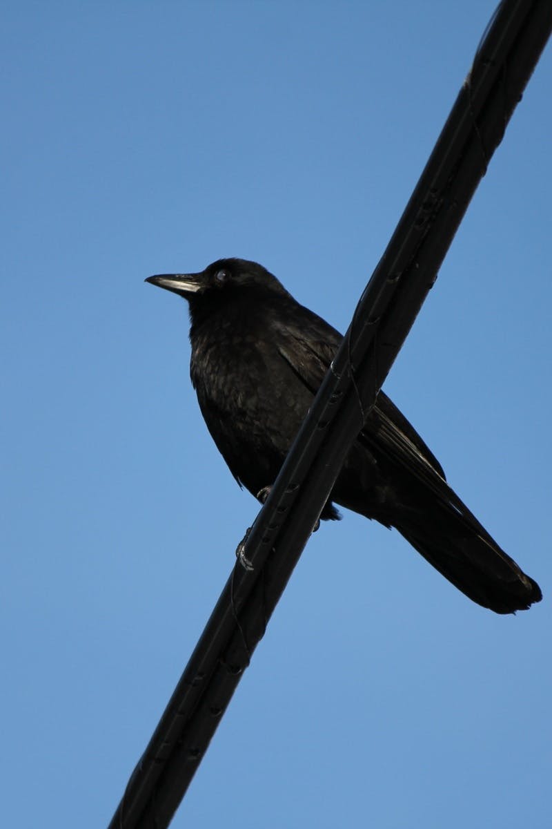 Free stock photo of bird, blue sky, crow