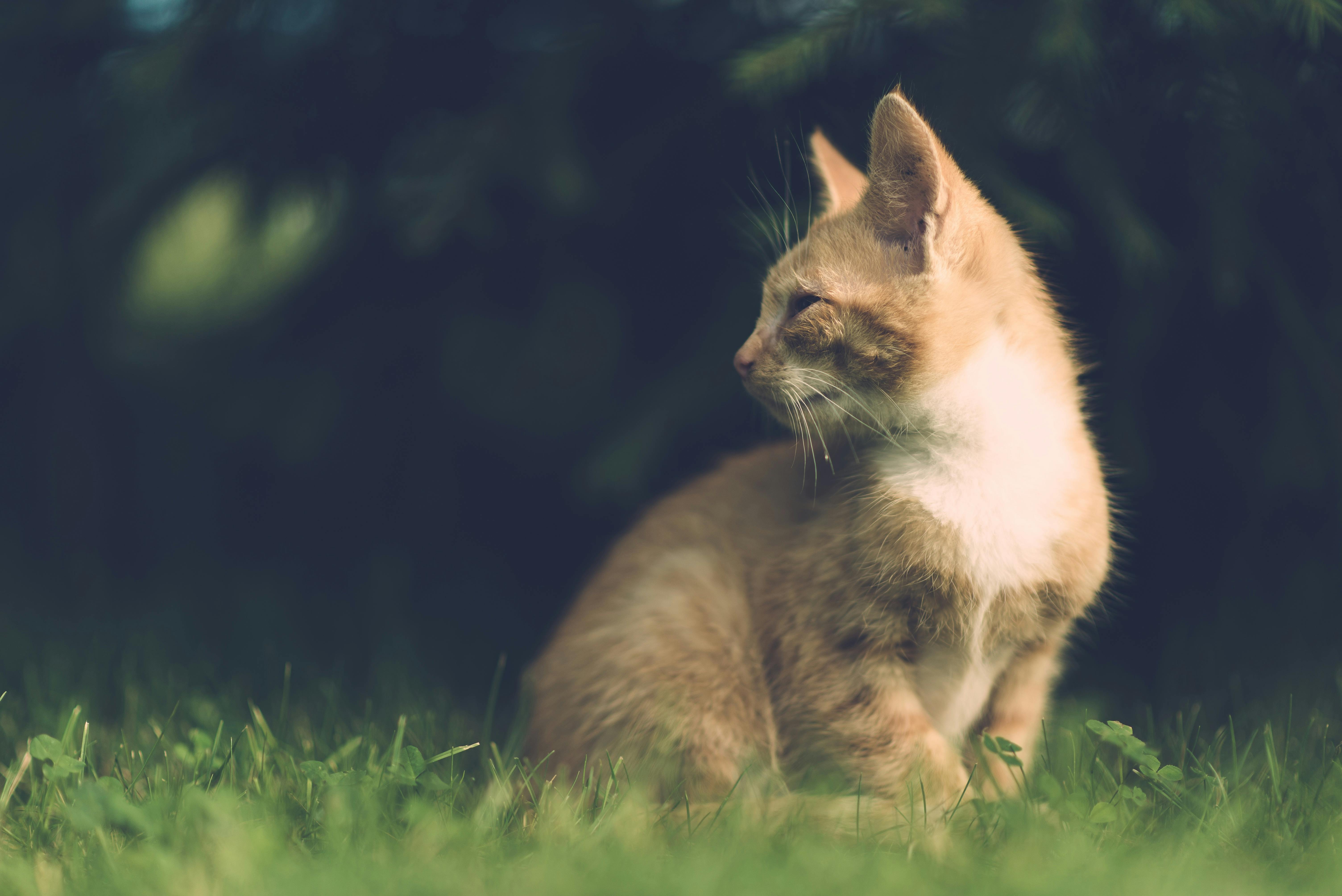 Free stock photo of adorable, animal, blurred background