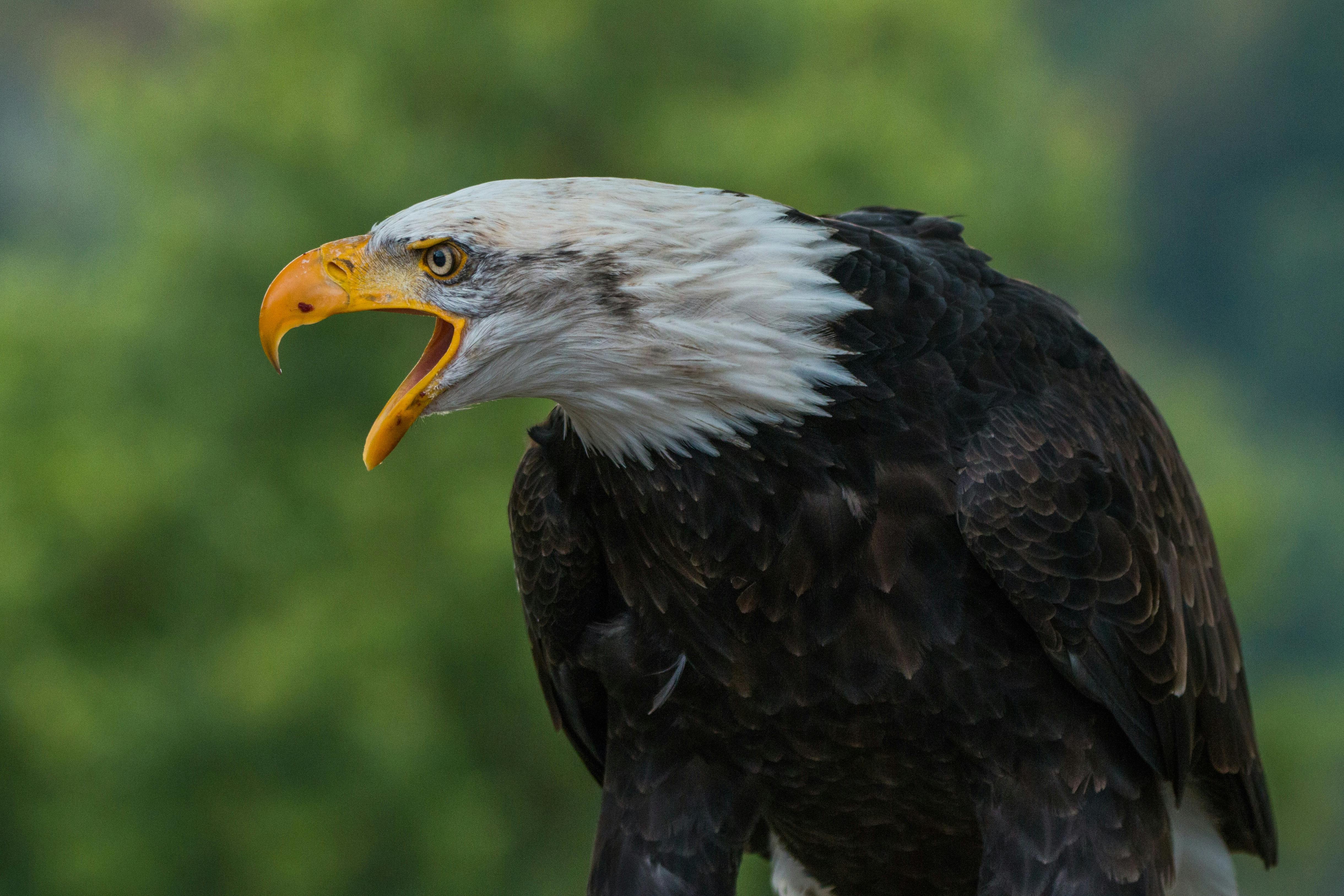 Close Up Photography of White  Black  Eagle  during Daytime 