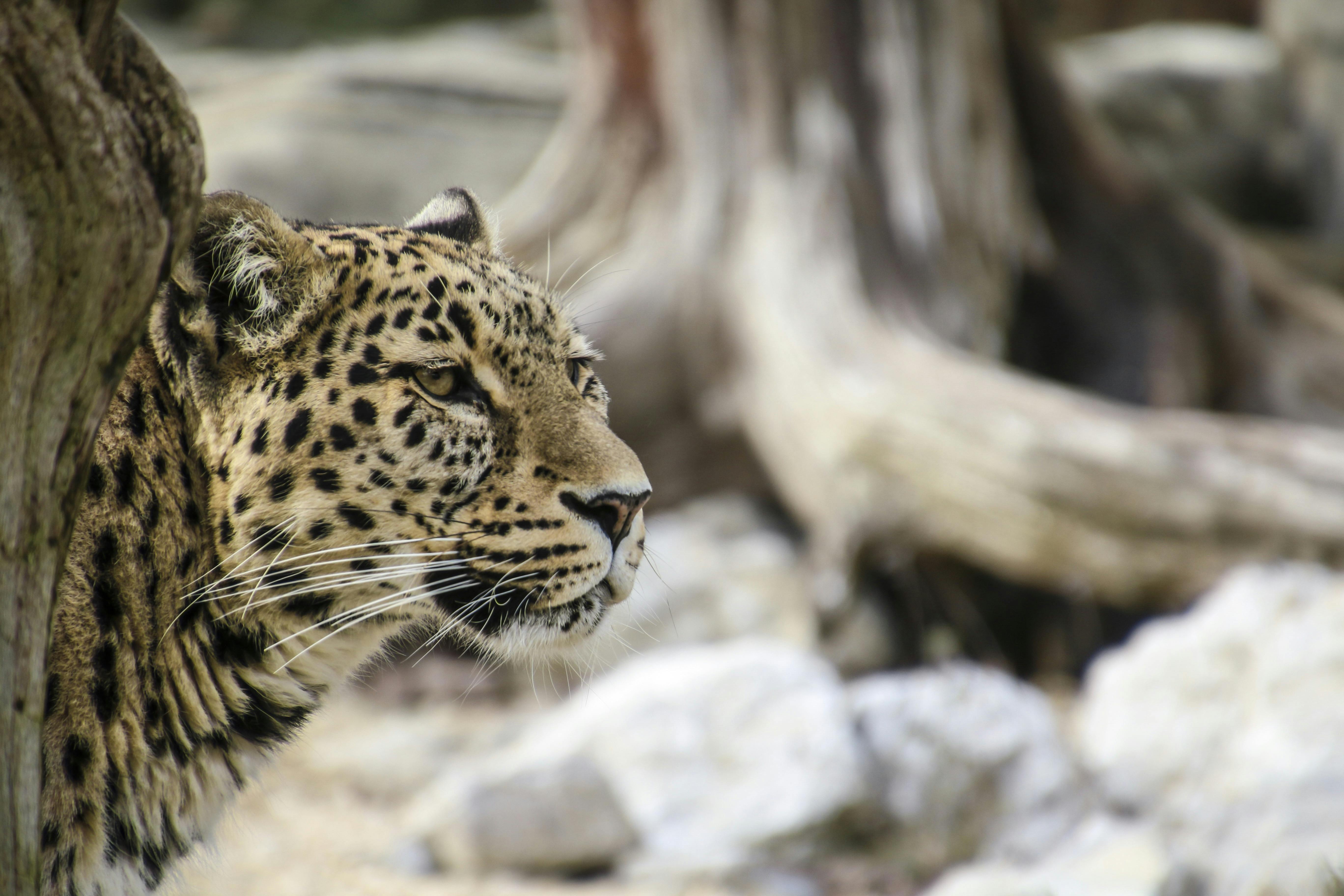 Leopard Leaning Behind Tree · Free Stock Photo