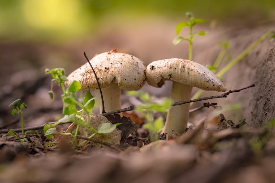 Free stock photo of fungi, ground, macro