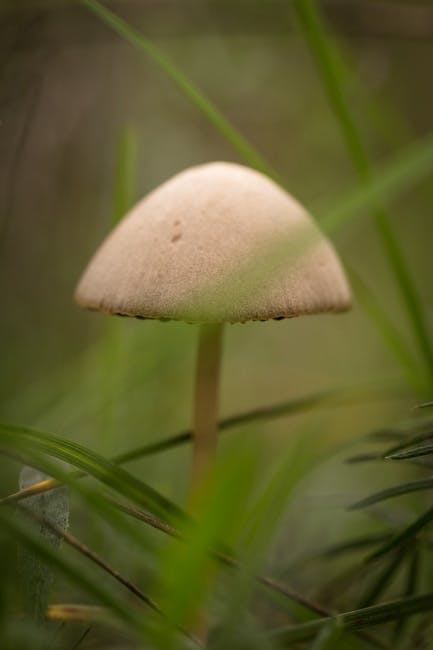 Free stock photo of macro, mushrooms, nature