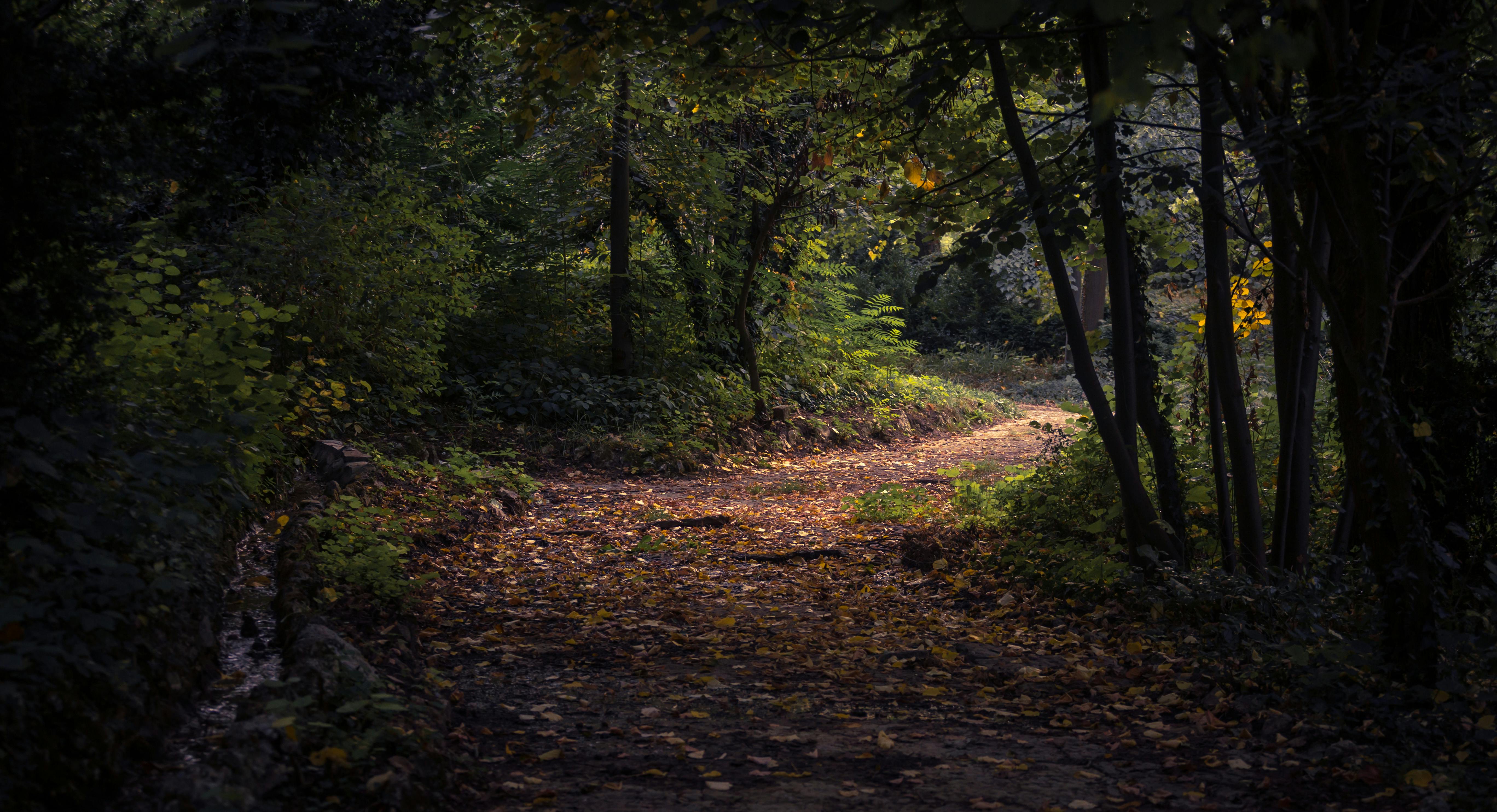 Forest during Daytime · Free Stock Photo