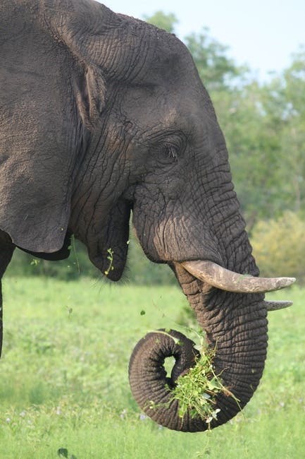 Free stock photo of africa, big, elephant