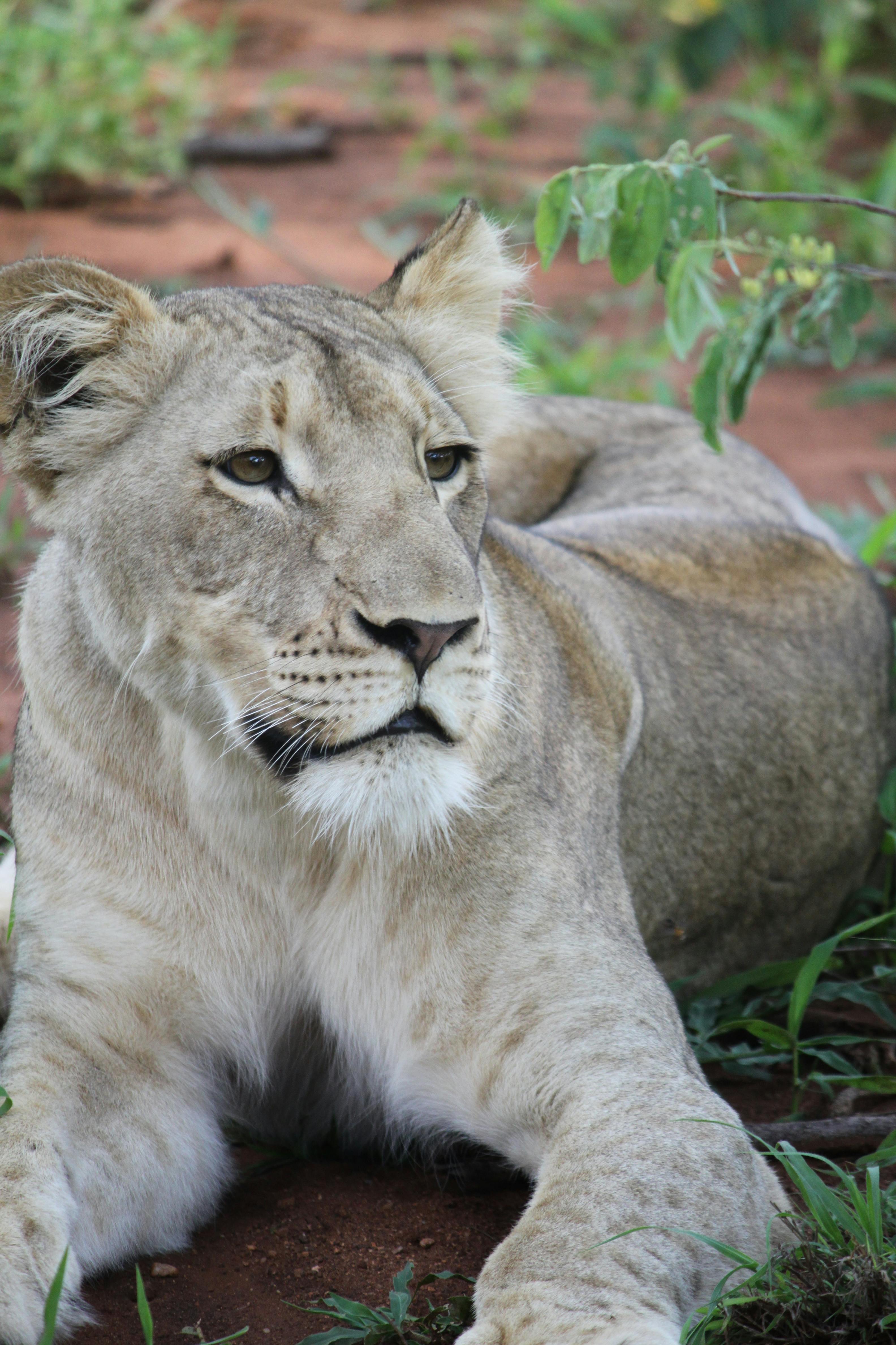 Gray Lioness · Free Stock Photo