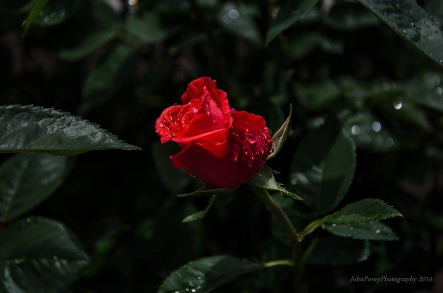 Free stock photo of lone rose in the rain