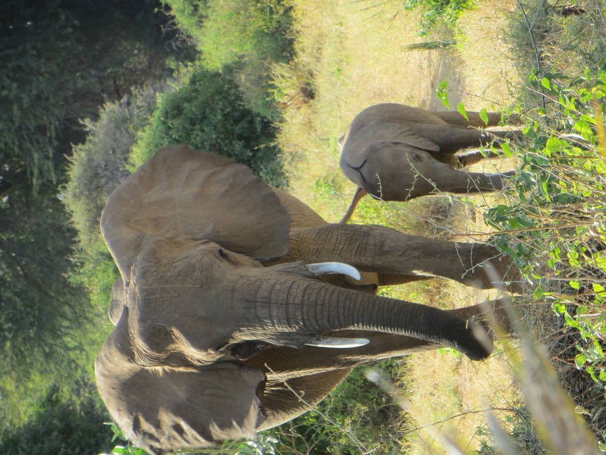 Free stock photo of africa, baby, elephant