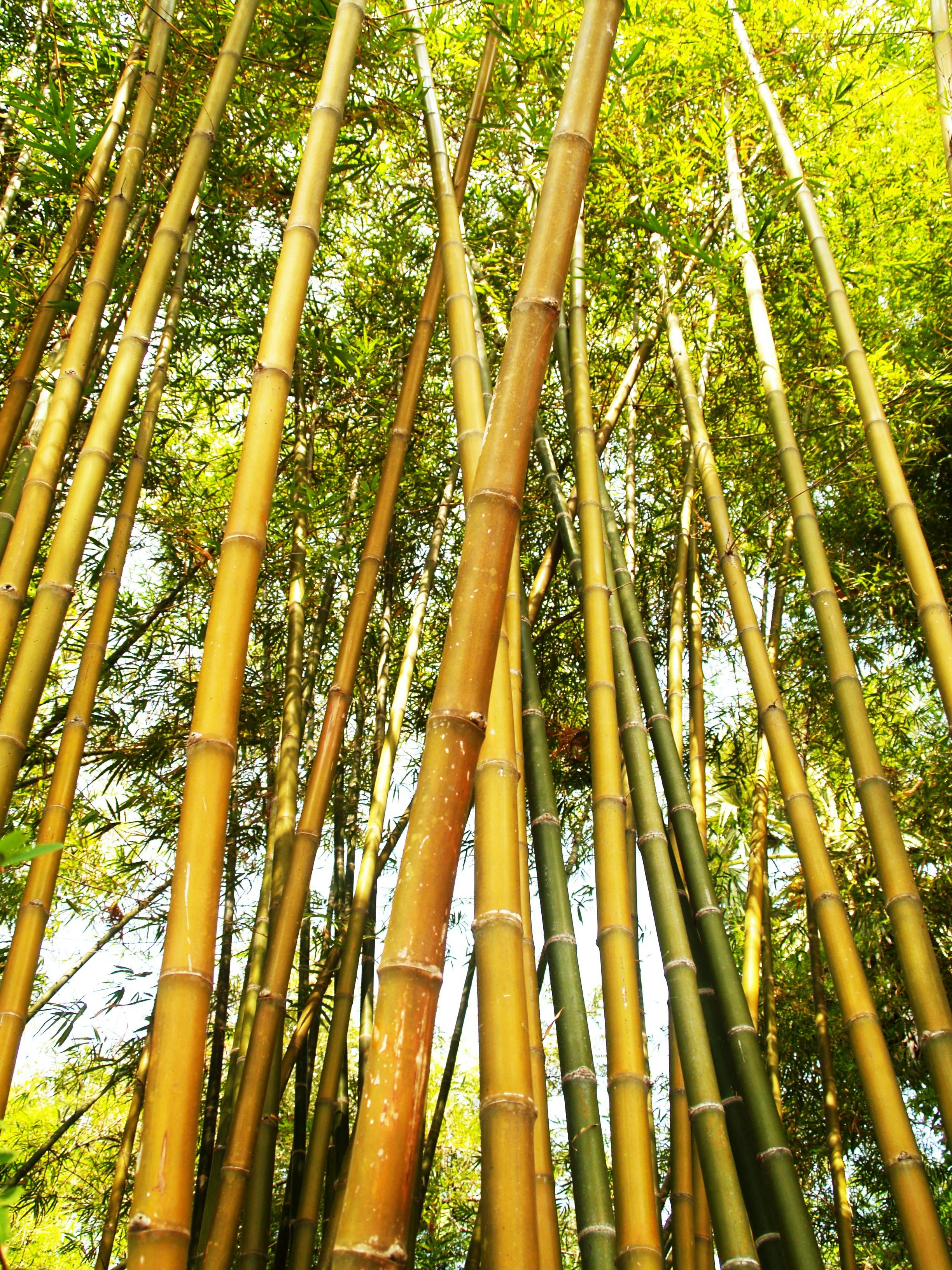  Bamboo  Tree  during Daytime  Free Stock Photo