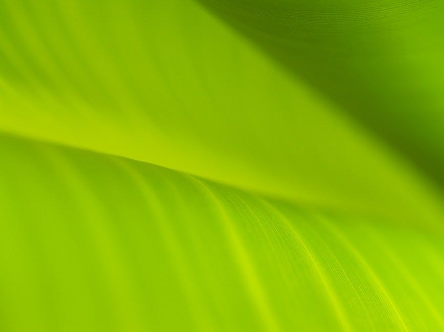 Free stock photo of background, banana leaves, drop