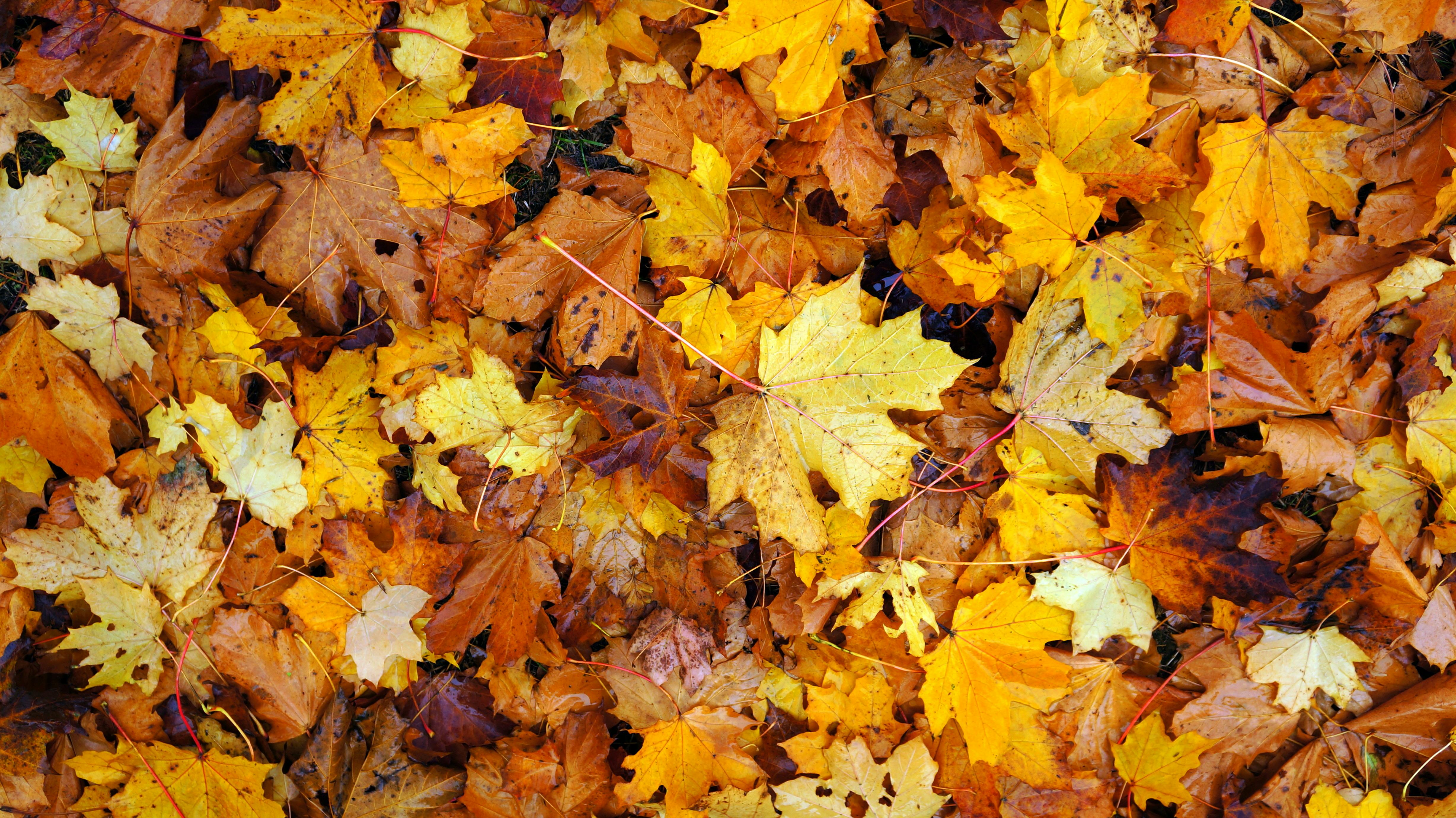 Free Stock Photo Of Autumn, Dry, Fallen