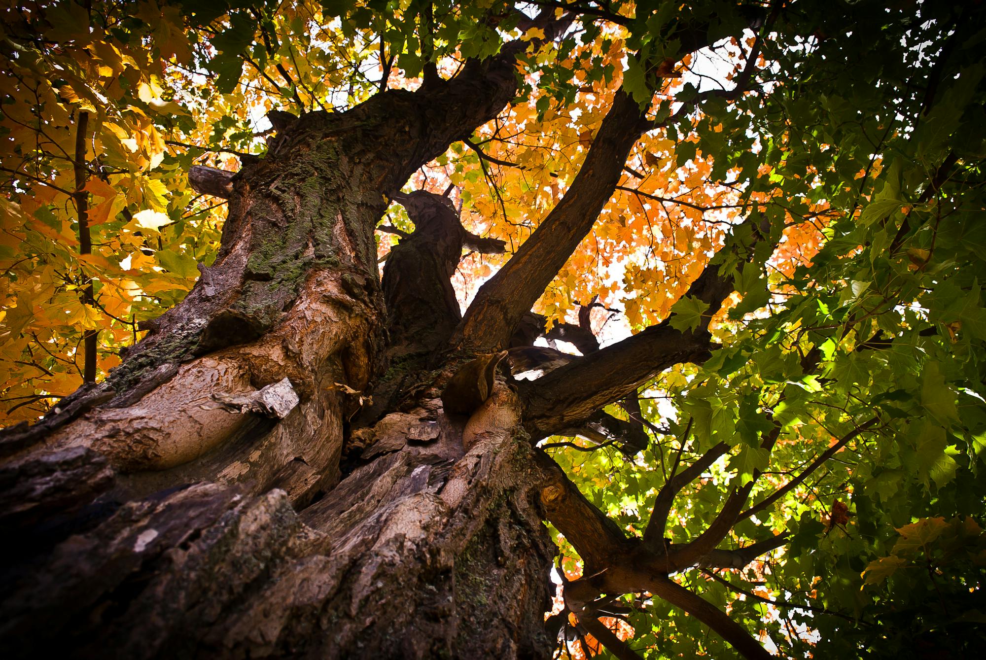 Kostenloses Foto zum Thema: baum