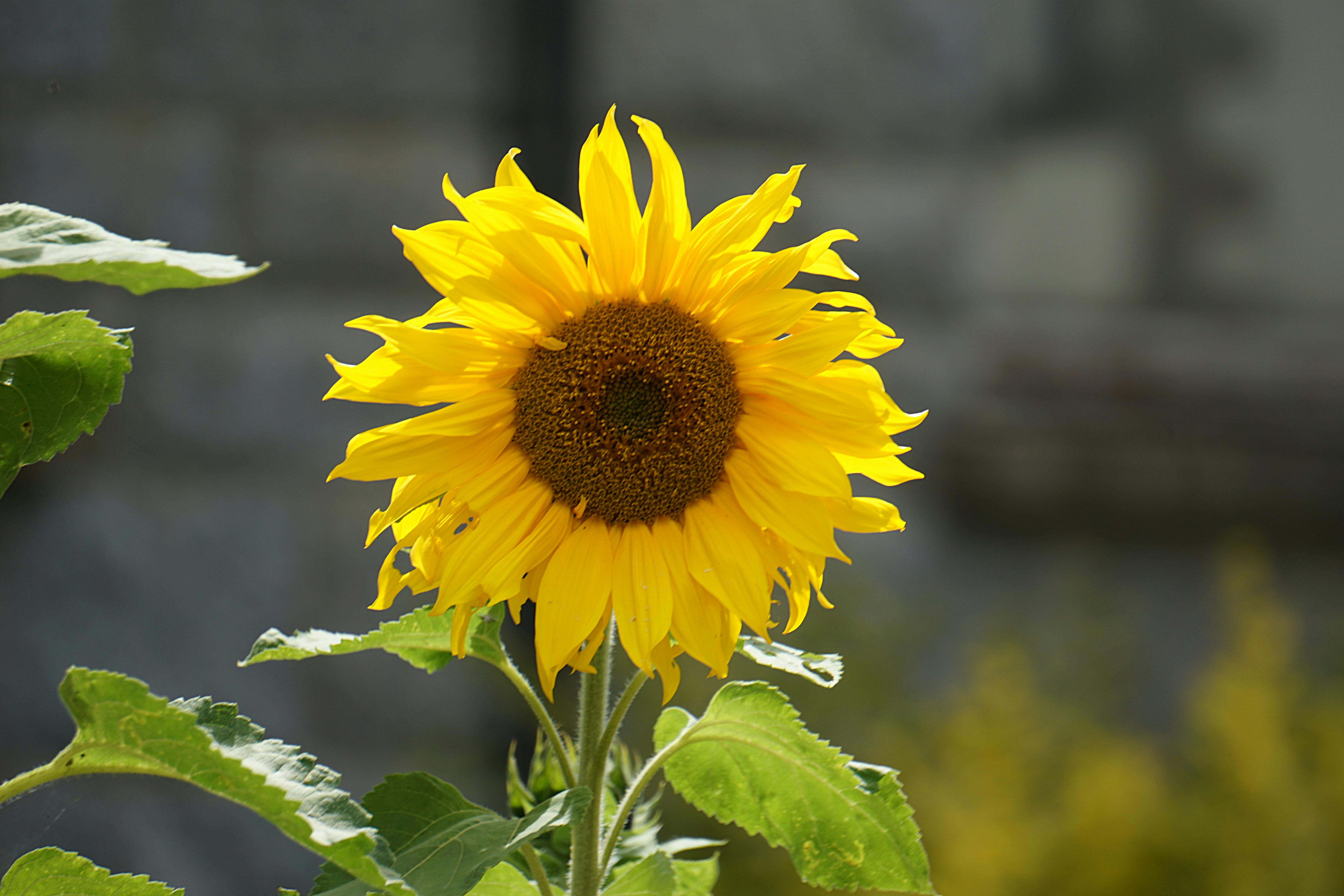 sunflower images · pexels · free stock photos