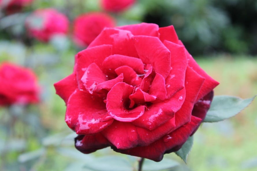Free stock photo of flower, Red Rose