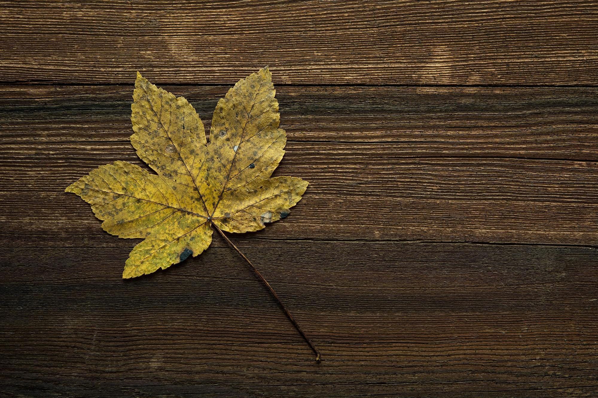 Free stock photo of HD wallpaper, leaf, table