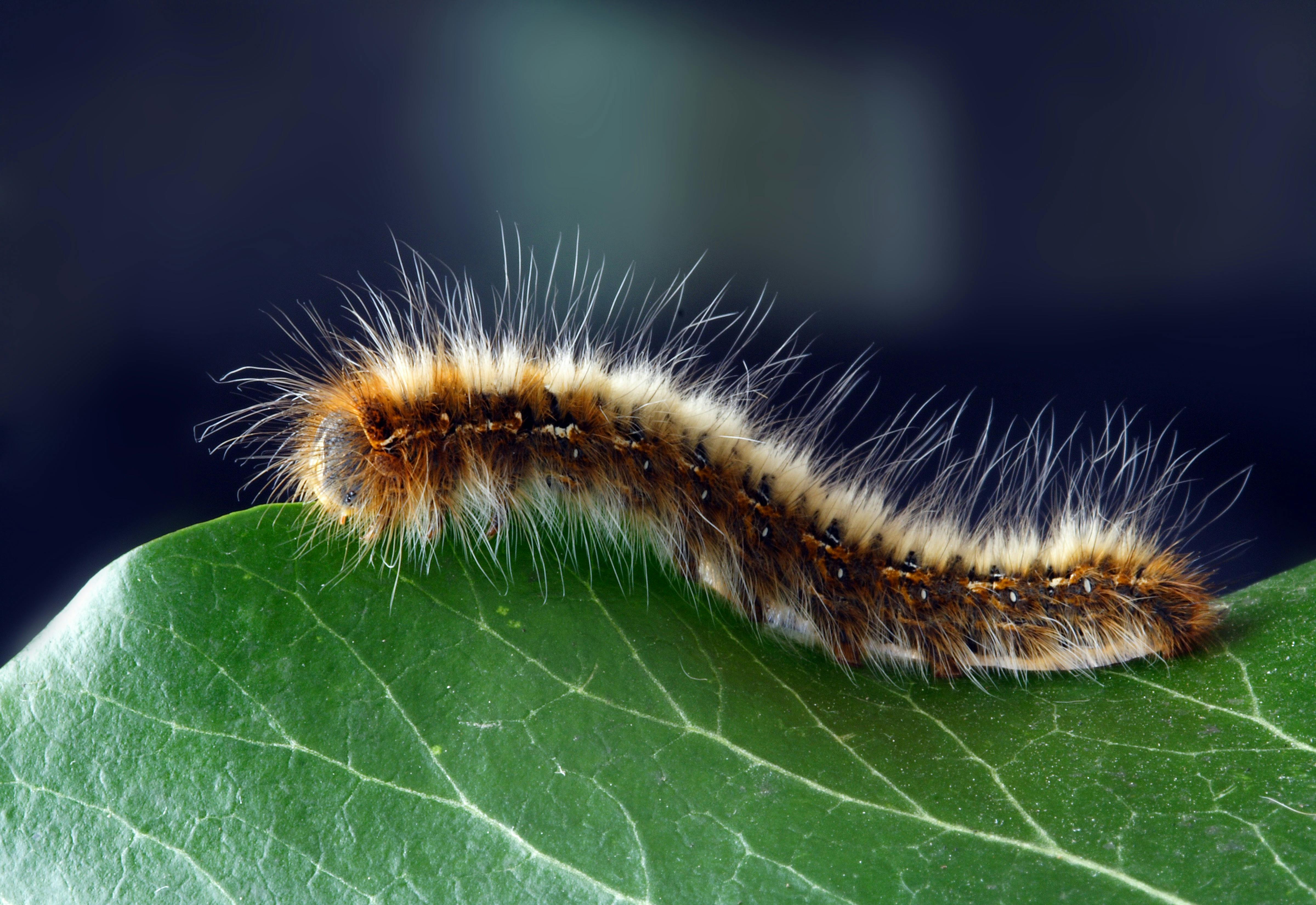 Free stock photo of caterpillar, closeup, hairy