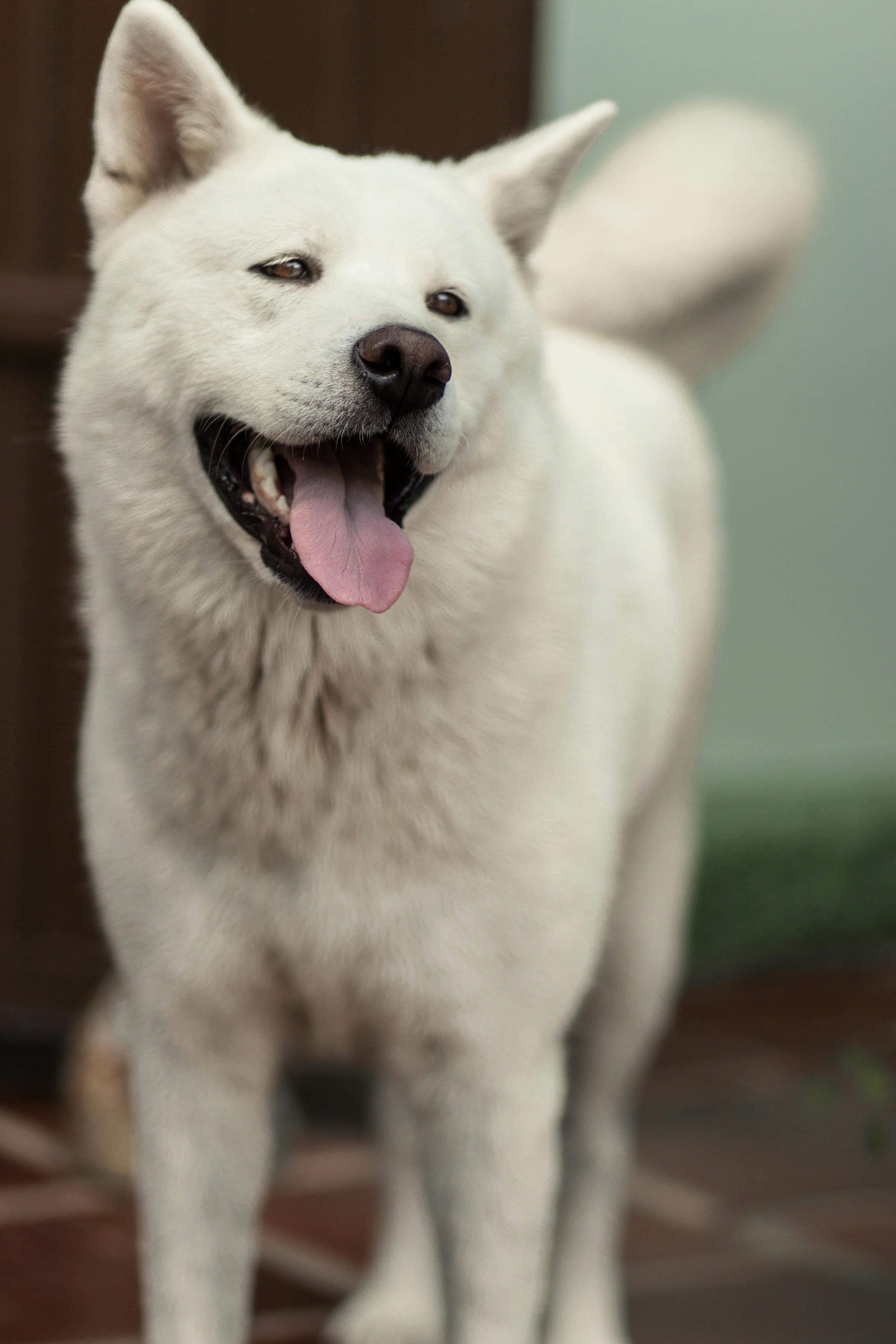 Free stock photo of akita, akita inu, animal