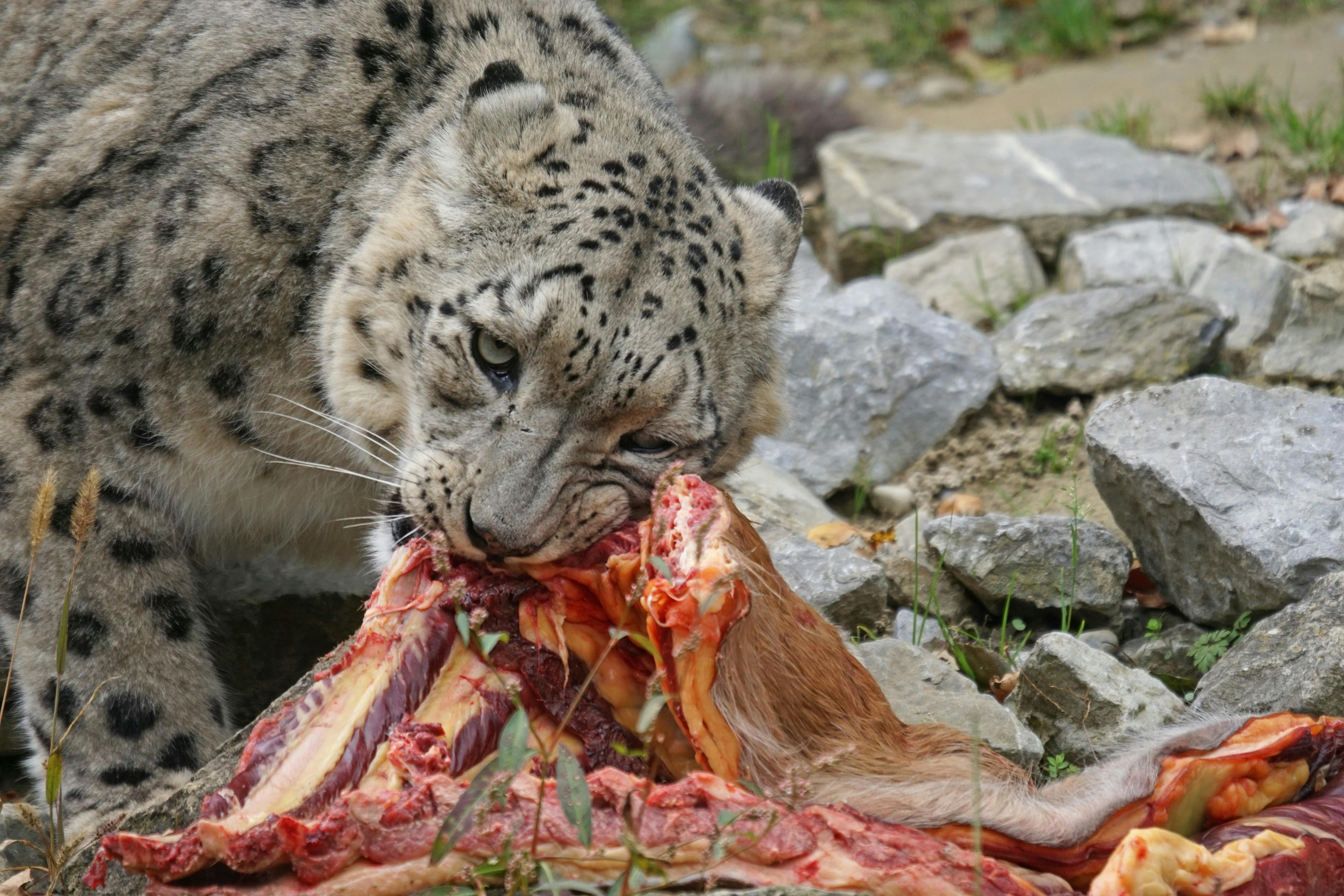 Free stock photo of animal portrait, big cat, eat