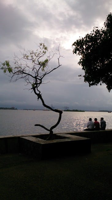 Free stock photo of cloudy, lake, tree