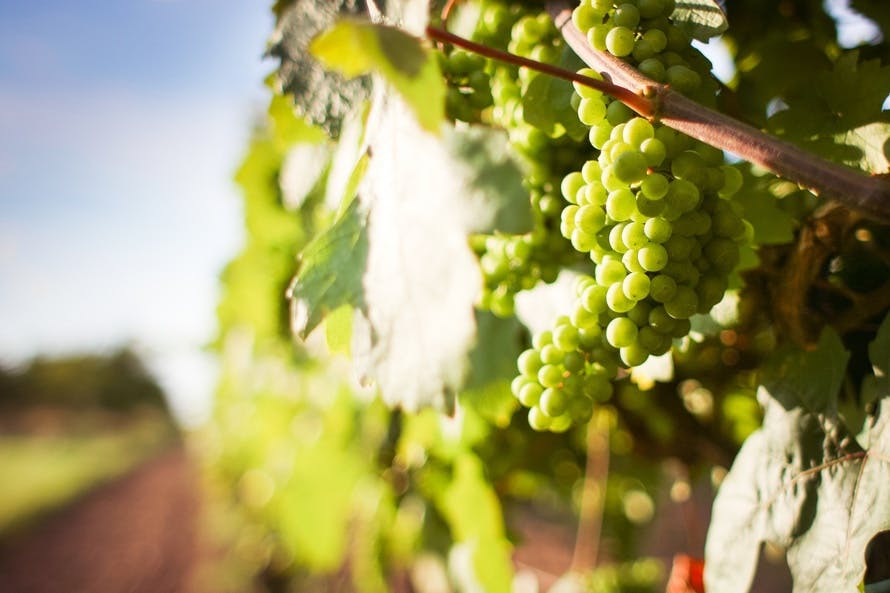 Free stock photo of food, grapes, grapevine