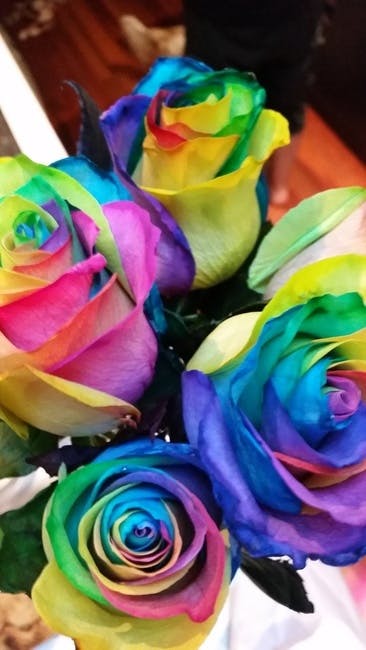 Free stock photo of Colourful flowers, Colourful roses, rainbow