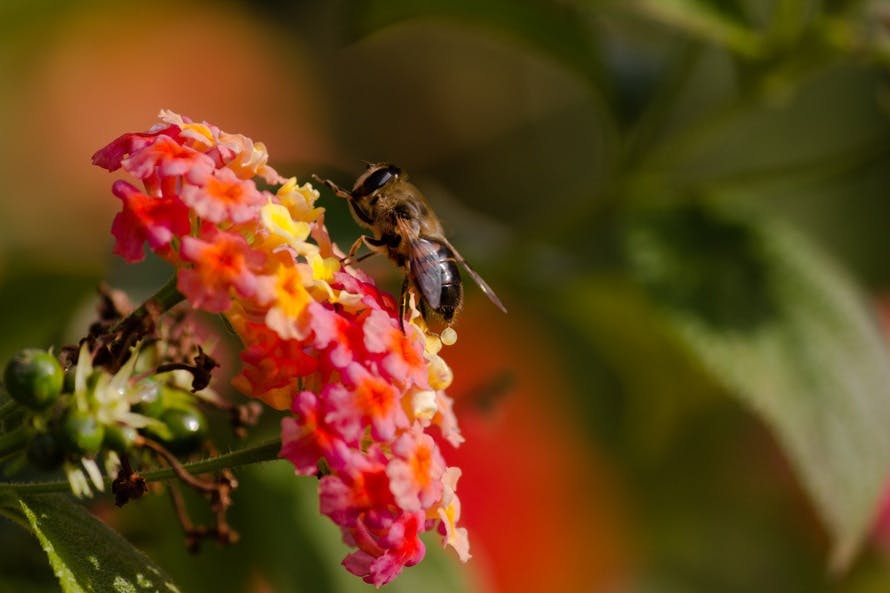 Free stock photo of bee, bee on flower, bee pollen