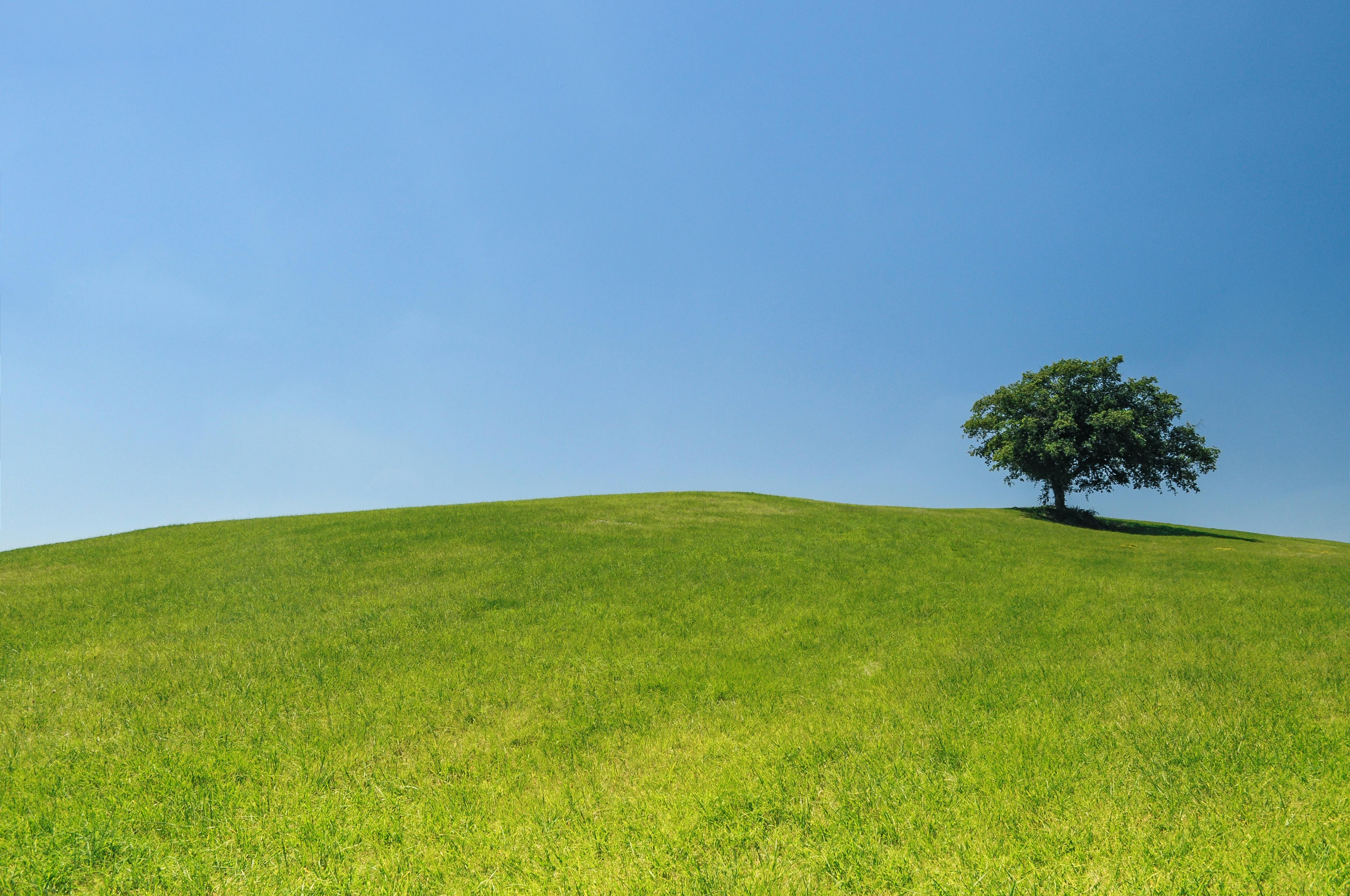 Free stock photo of hill, meadow, tree