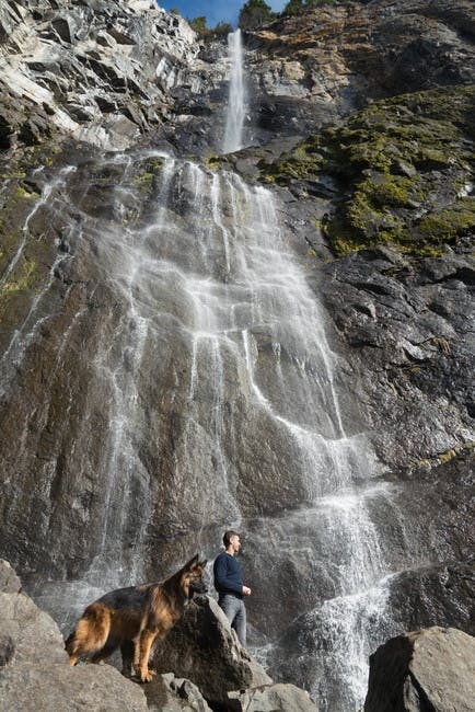 Free stock photo of dog, waterfall