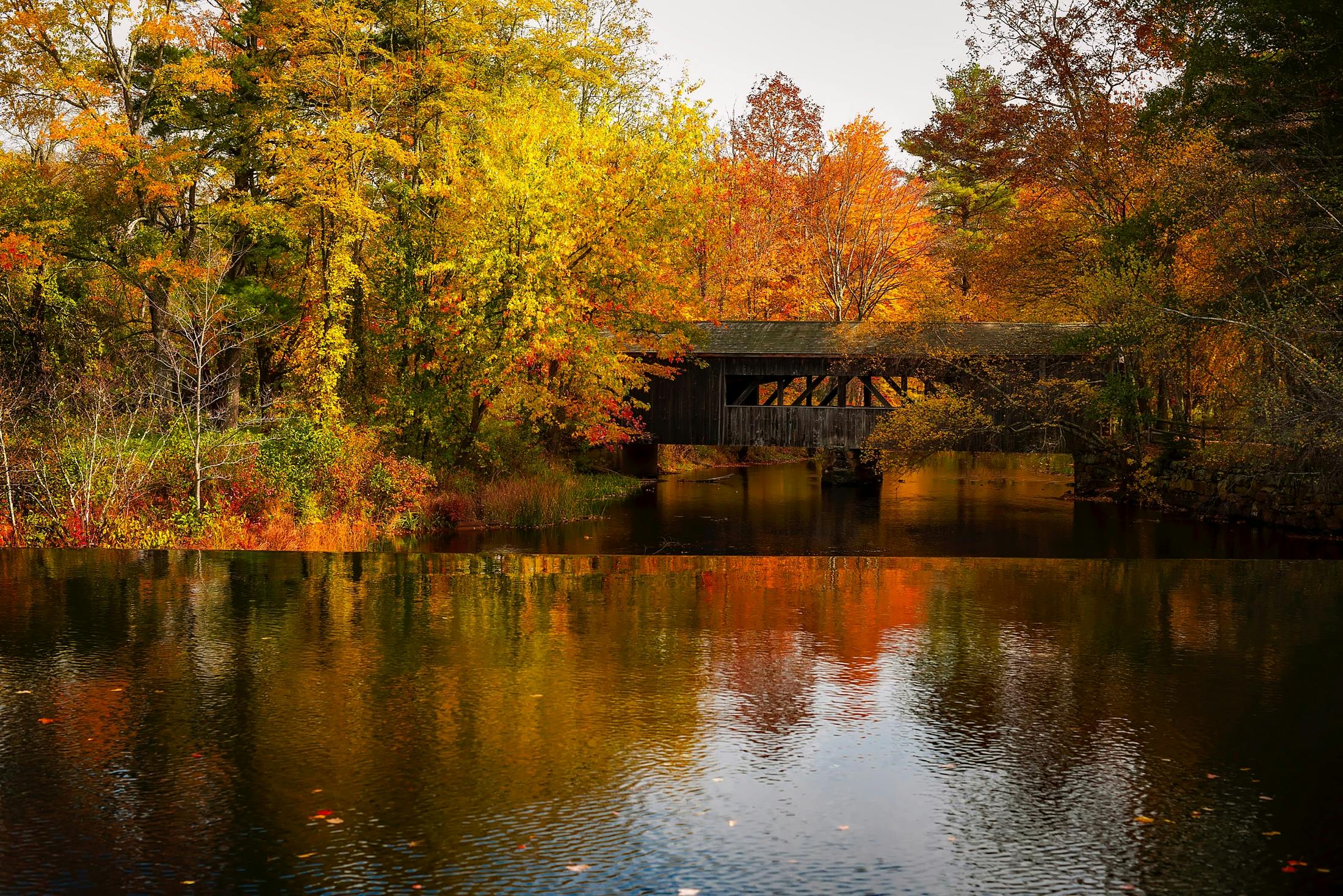 Free stock photo of autumn, fall, forest