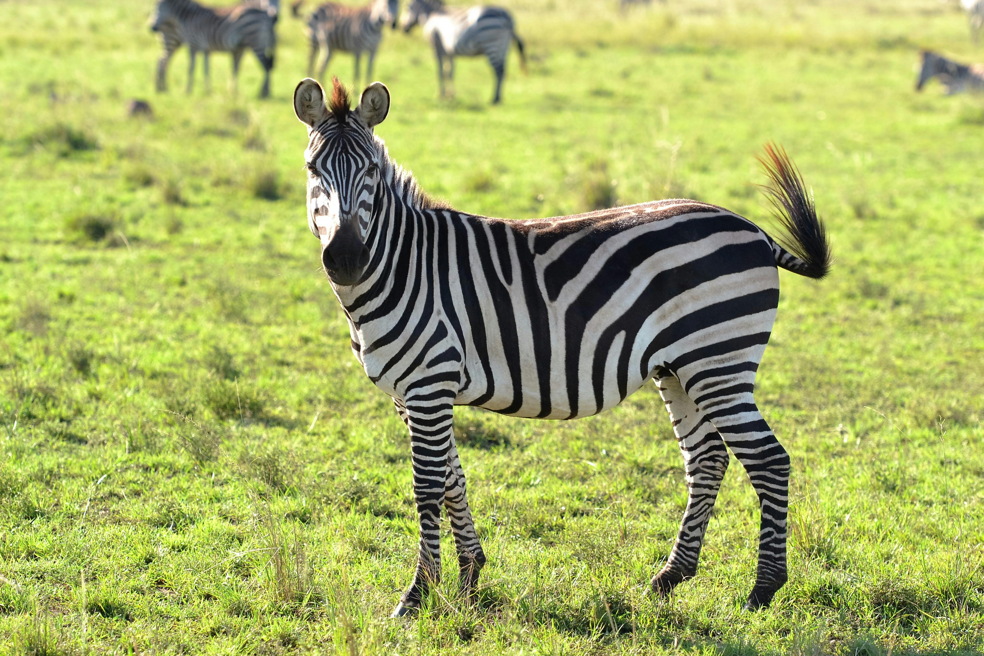 photo of zebra animal