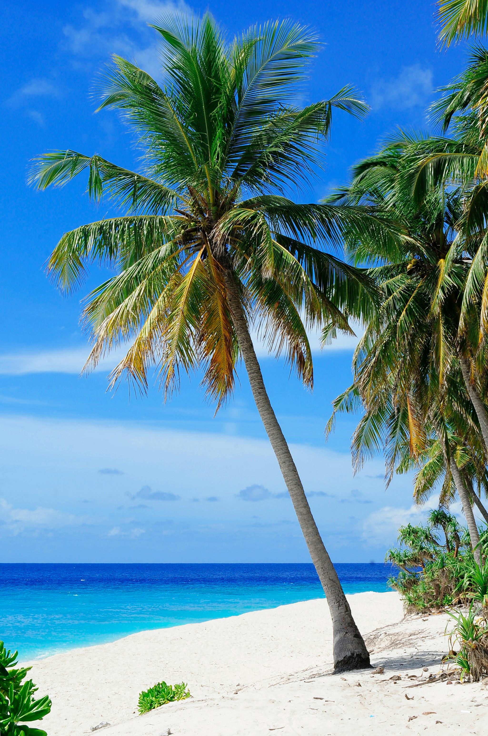 Free stock photo of beach, coconut trees, coconuts
