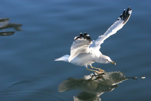 Free stock photo of bird, flying, water, animal