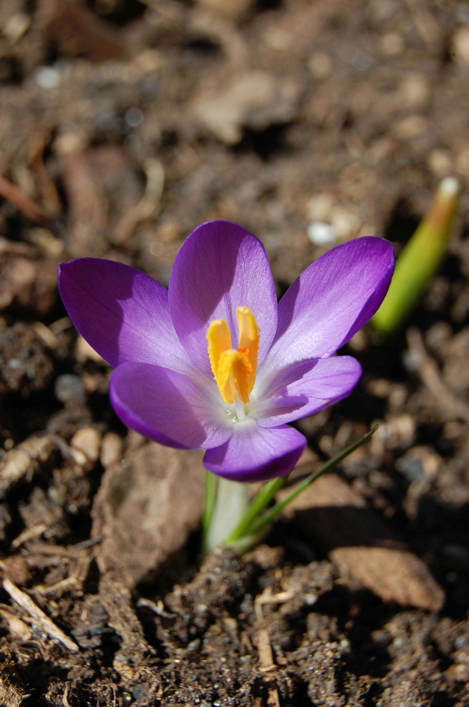 Free stock photo of brown, flower, garden