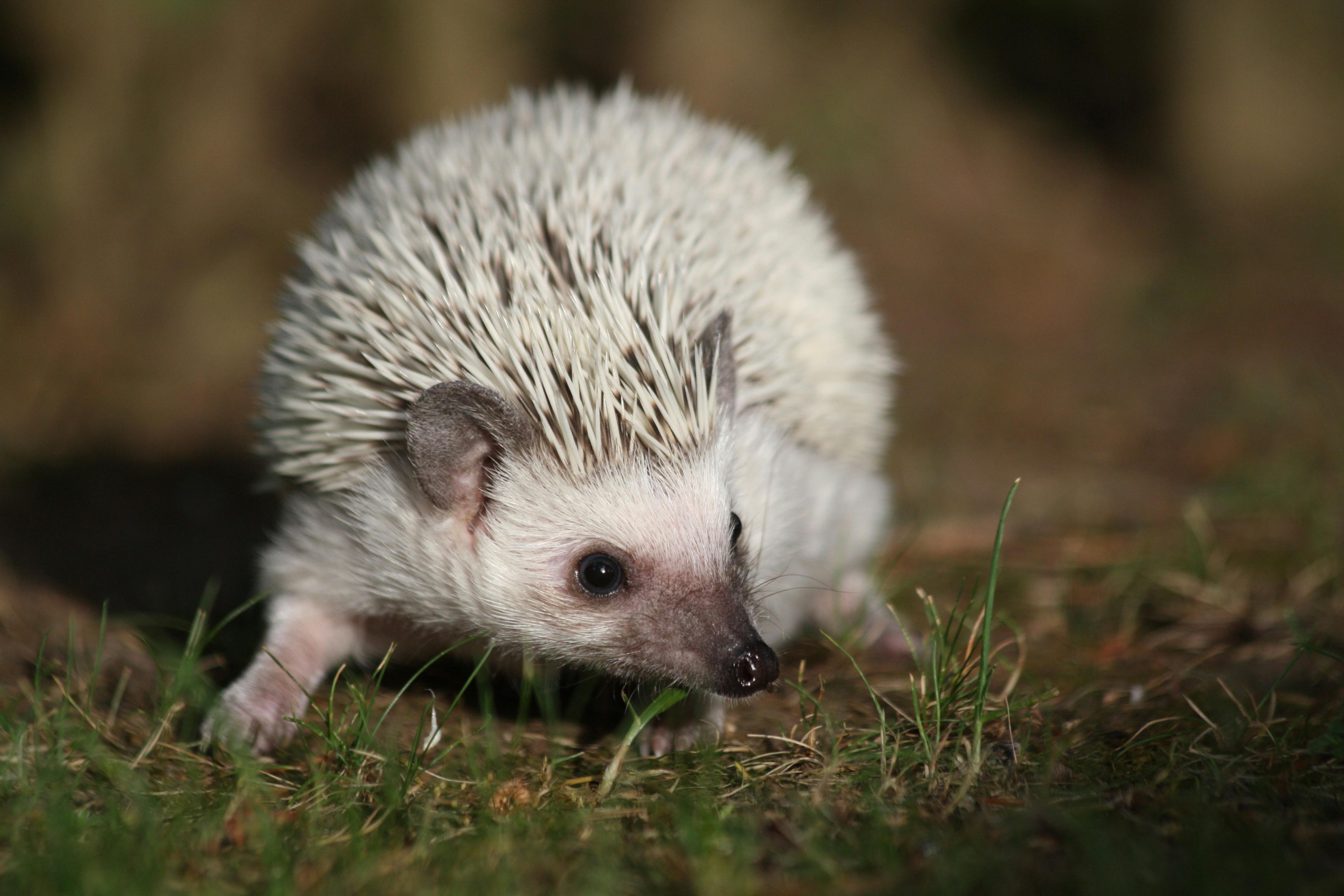 White Hedgehog in Grass · Free Stock Photo