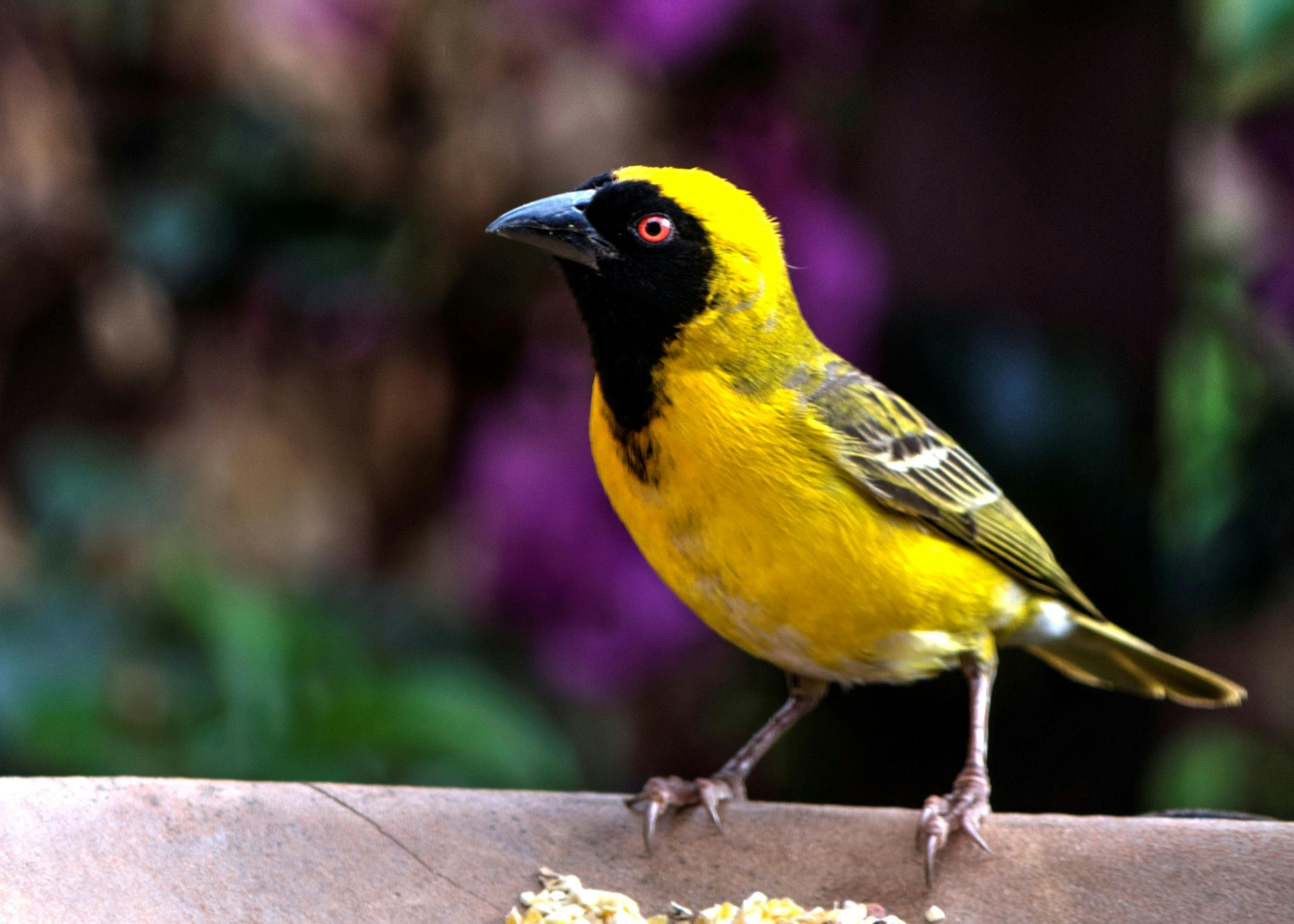 Bird Perching On Outdoors · Free Stock Photo