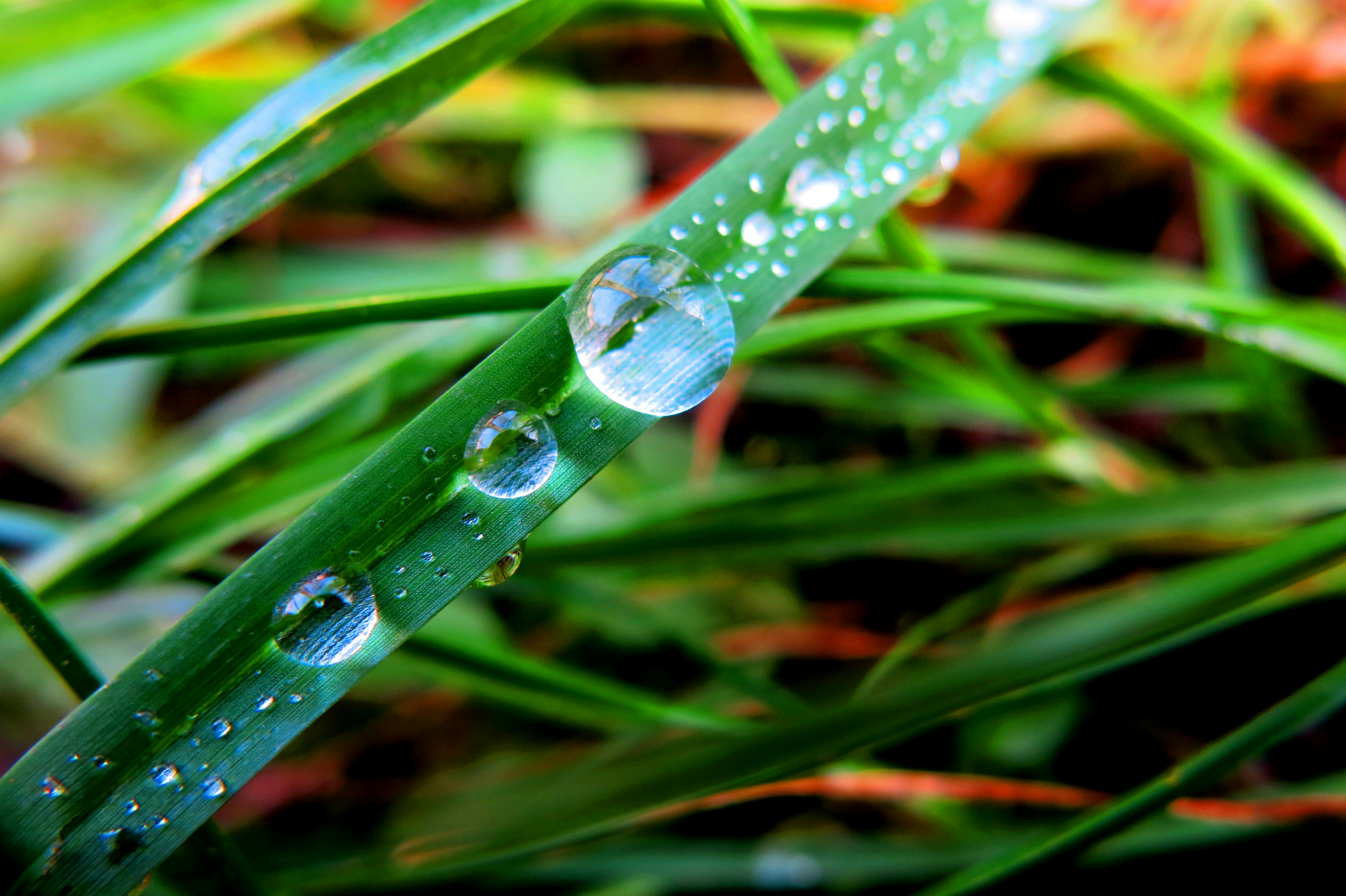 Close up of Dew  Drops  on Plant   Free Stock Photo