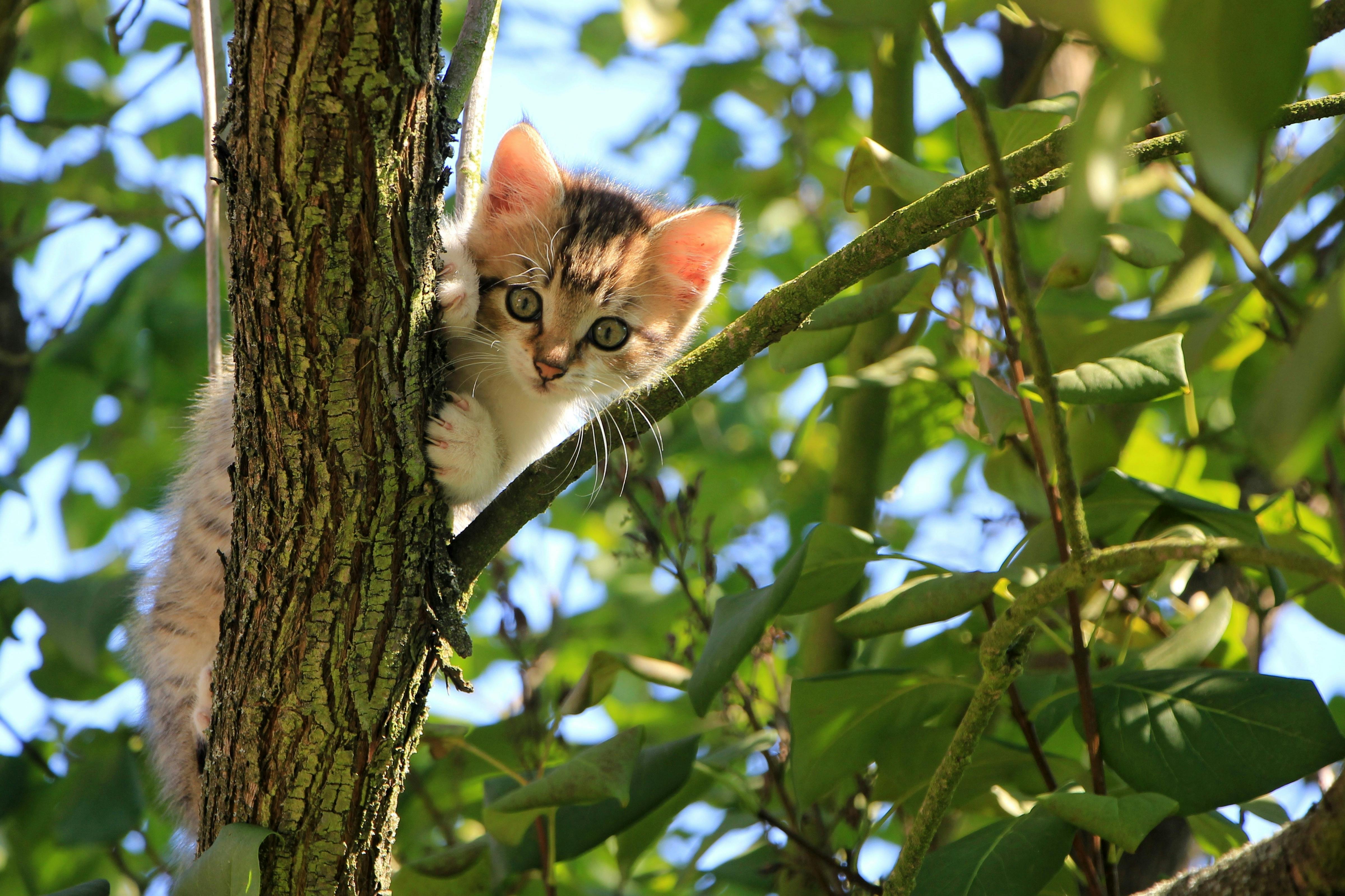 Low Angle View of Cat on Tree · Free Stock Photo