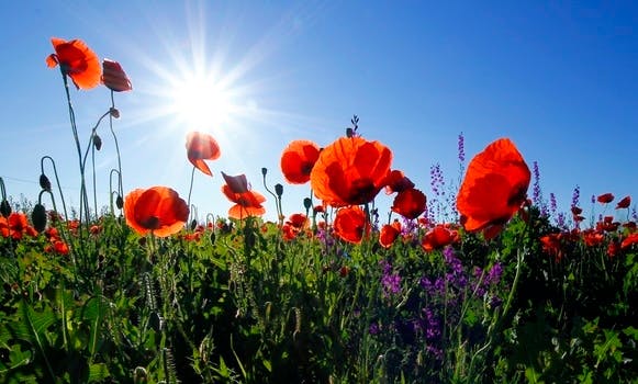 Free stock photo of field, flowers, sun, sunshine