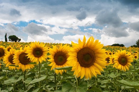 HD wallpaper of nature, field, summer, quantity