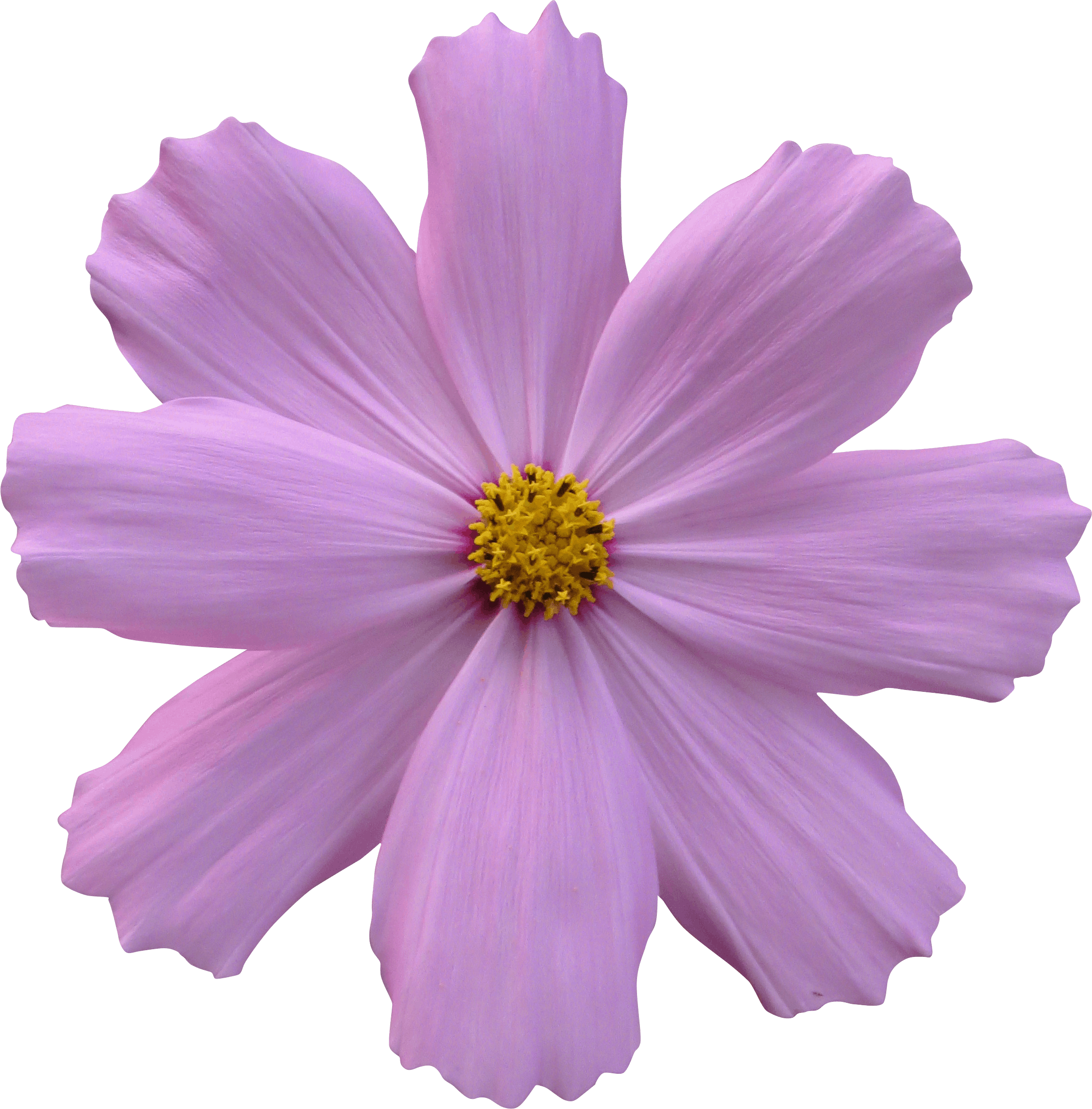 Free stock photo of cosmos, flower, garden